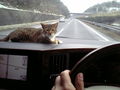 Как перевозят котов в автомобилях