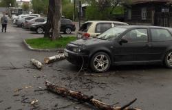 Не повезло: у Автовокзала тополь рухнул на автомобили