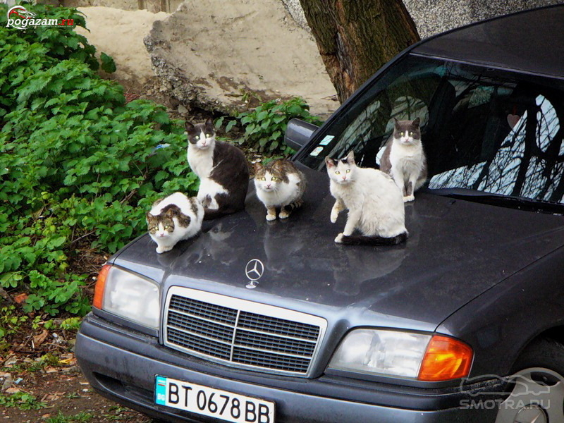Кошка на капоте. Кот на капоте. Кошка в машине. Коты на капоте. Много котов в машине.